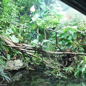 Large Enclosure in Reptile House