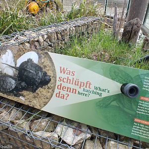 Outdoor Turtle Display with View of Eggs.