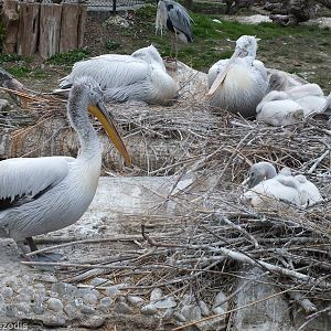 Pelicans with Chicks