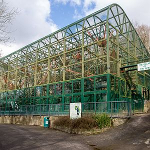 Western lowland gorilla (exhibit) : Port Lympne : 31 Mar 2015