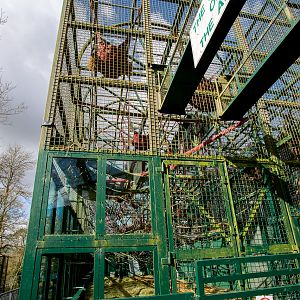 Western lowland gorilla (exhibit) : Port Lympne : 31 Mar 2015