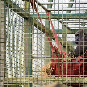 Western lowland gorilla : Port Lympne : 31 Mar 2015