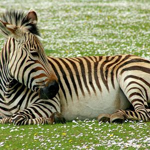 Hartmann's mountain zebra; Linton; 25th April 2015