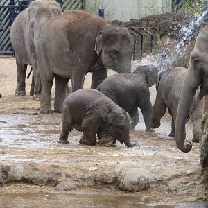 Elephants having fun with water