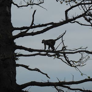 Red-crowned mangabey in oak tree .