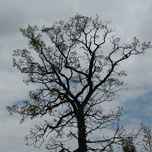 Red-crowned mangabey in oak tree .