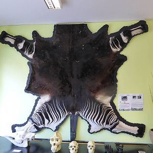 Okapi skin