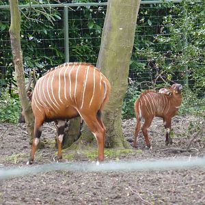 Bongo calf