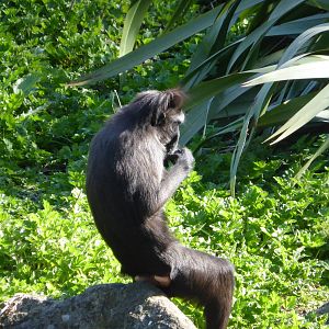 Sulawesi macaque