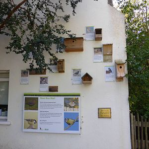 Nest box wall .