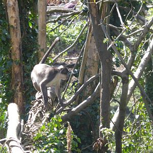 White-naped mangabey