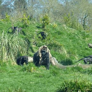 Gorillas and red-crowned mangabeys .
