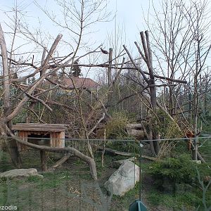 Red Panda Enclosure