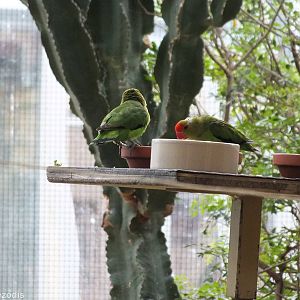 Abyssinian Lovebirds in African Savannah Section of Bird House