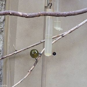 Kikuyu White-eye in African Savannah Section of Bird House