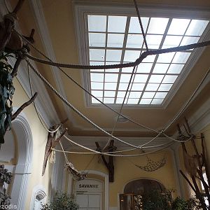 Sloth Room in Bird House