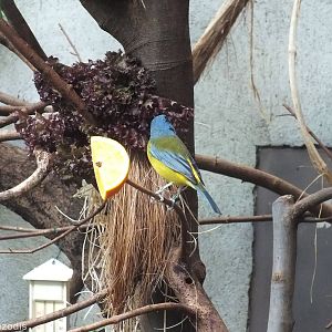Blue-and-yellow Tanager in South American Section of Bird house