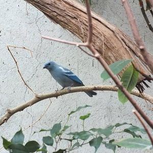 Blue-grey Tanager in South American Section of Bird House