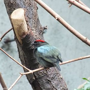 Blue-backed Manakin in South American Section of Bird house