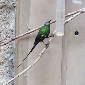 Malachite Sunbird in African Savannah Section of Bird house