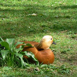 Ruddy Shelduck