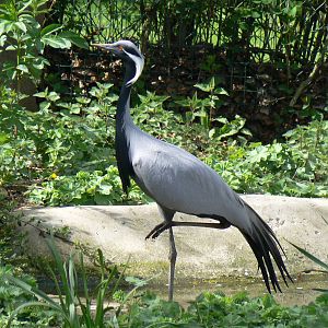 Demoiselle Crane