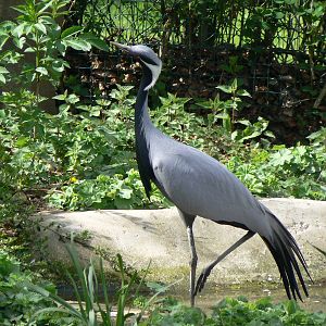 Demoiselle Crane