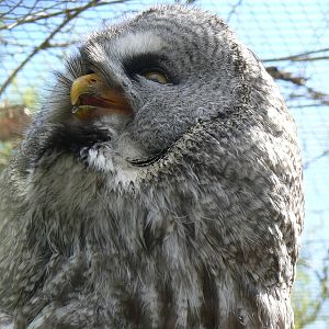 Great Grey Owl