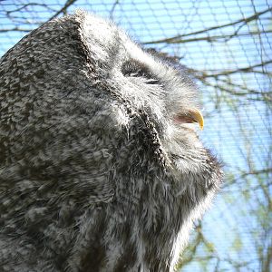 Great Grey Owl