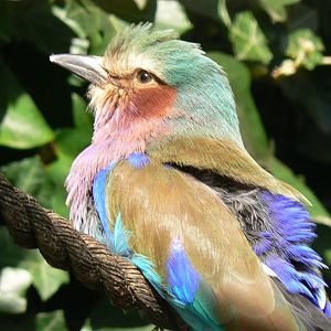 Lilac-breasted Roller