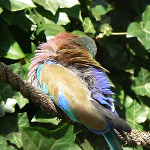 Lilac-breasted Roller