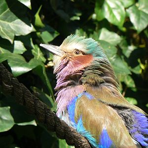 Lilac-breasted Roller