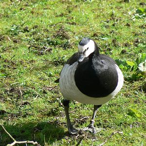 Barnacle Goose