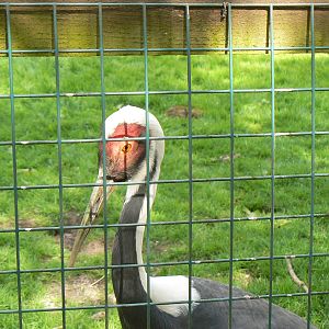 White-naped Crane