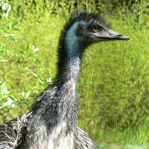Emu
