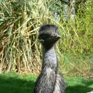 Emu