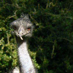 Emu