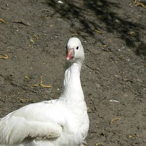 Ross's Goose