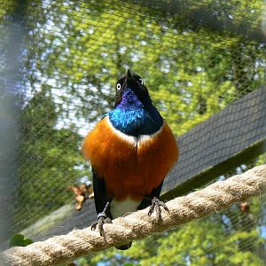 Superb Starling