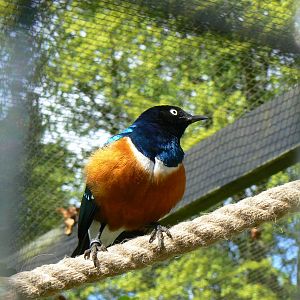 Superb Starling