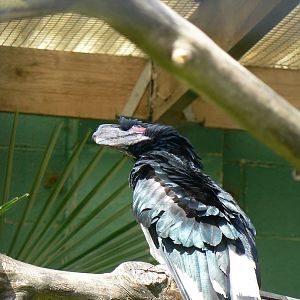 Trumpeter Hornbill