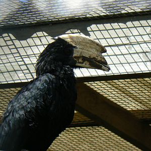 Black Hornbill