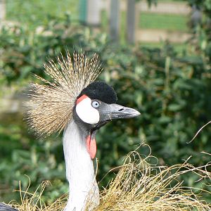 Grey-crowned Crane- Into Africa