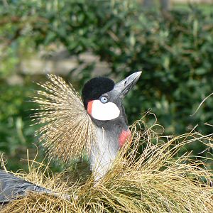 Grey-crowned Crane- Into Africa