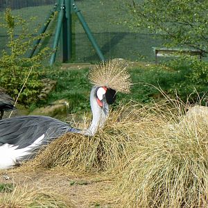 Grey-crowned Crane- Into Africa