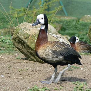 White-faced Whistling Duck- Into Africa