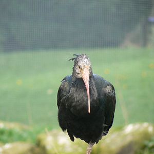 Waldrapp Ibis- Into Africa