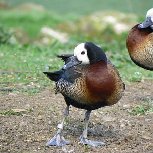 White-faced Whistling Duck- Into Africa