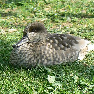 Marbled Duck- Into Africa