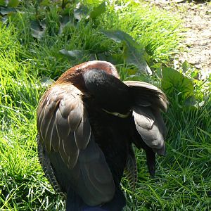 White-faced Whistling Duck- Into Africa